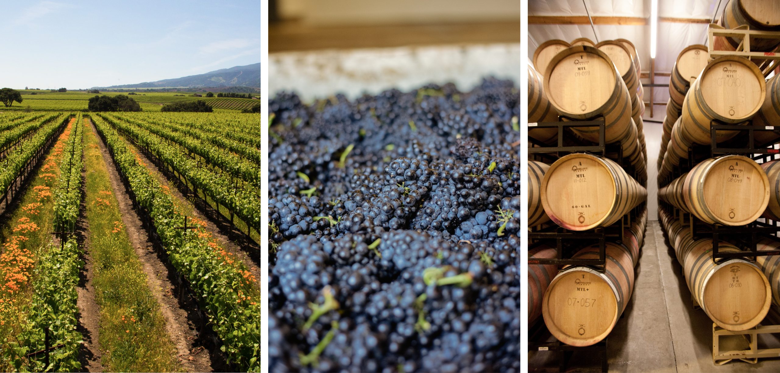Models Of Winemaking